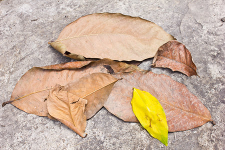 dry leaf on a way