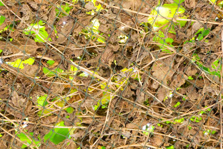 dry leaves on the groundの写真素材