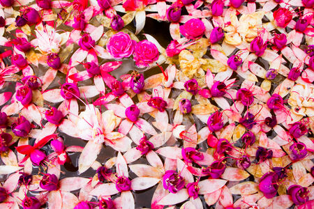 pink flower on water backgroundの写真素材