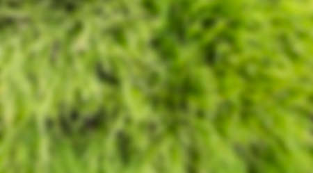 green color blurry abstract backgroundの写真素材