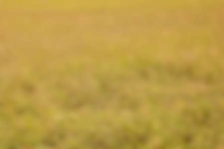 yellow color blurry abstract backgroundの写真素材