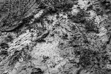 Wheel tracks on the mud