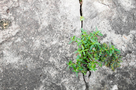 tree growing through crack in pavementの写真素材