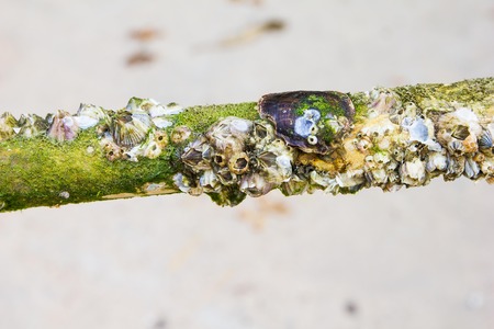 sea shell hold on bambooの写真素材