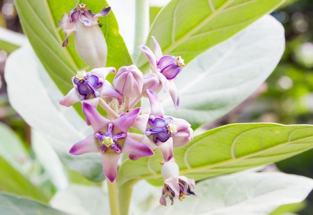 crown flower in a gardenの写真素材