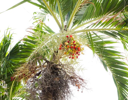 Betel palm in the gardenの写真素材