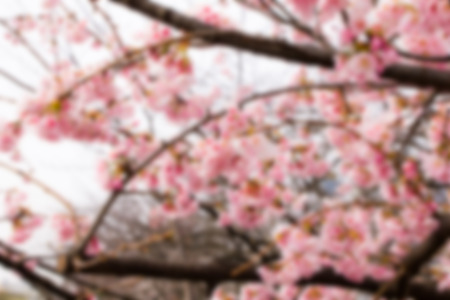 Blurry beautiful pink flower sakura blossomの写真素材
