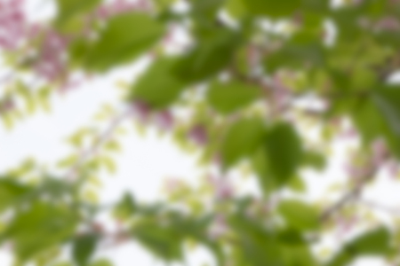 Blurry beautiful pink flower sakura blossomの写真素材