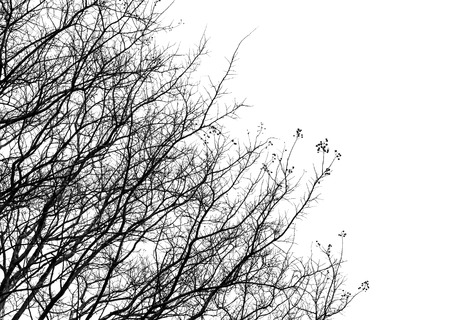 Dry tree branches on white の写真素材