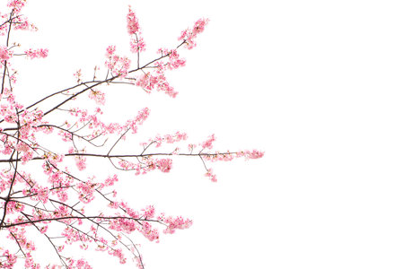 Beautiful pink flower sakura blossom