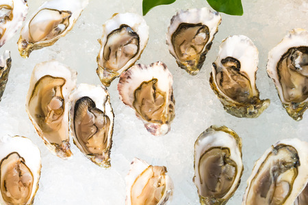 open fresh oysters on iceの写真素材