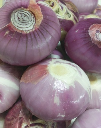 shallotの写真素材