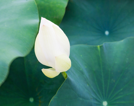 lotus flower backgroundの写真素材