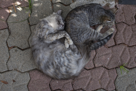 Cute and happy cats sleeping togetherの写真素材