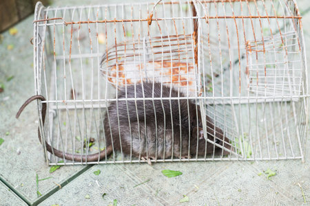 Rat captured in a cageの写真素材