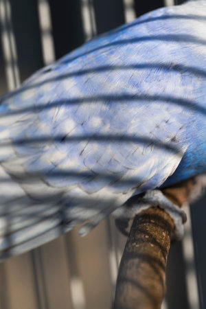 Blue and white budgieの写真素材