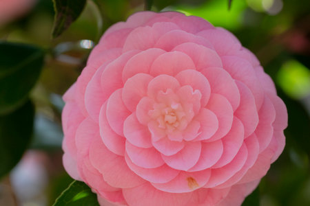 Close-up of Light Pink Camellia Flower in Full Bloomの写真素材