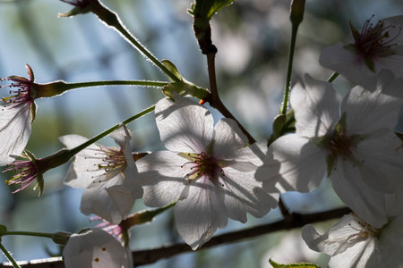 Cherry blossom Sakura tree detailsの写真素材