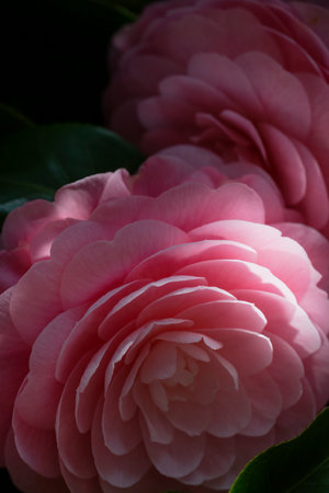 Close-up of Light Pink Camellia Flower in Full Bloomの写真素材