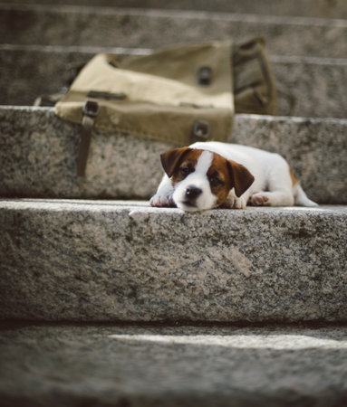 Tired puppy lying on stone stepsの写真素材
