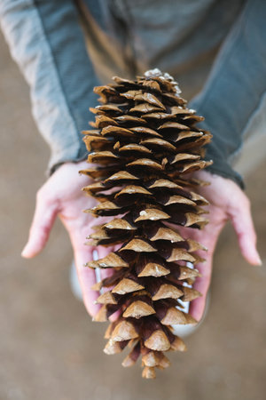 Person holding large pinecone outdoorsの写真素材