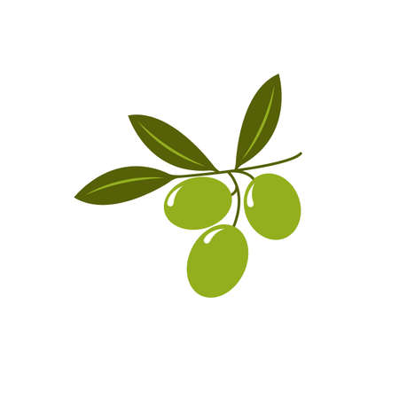 Olive branch icon vector illustration isolated on white backgroundのイラスト素材