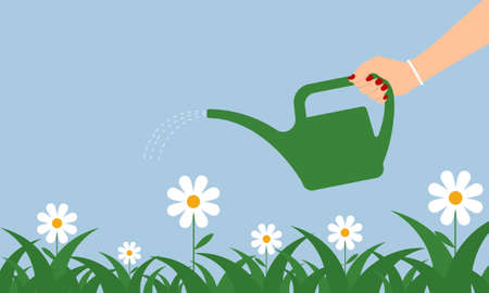 Female hand holds a watering can and waters chamomile flowers. Flat design. Vector illustrationのイラスト素材