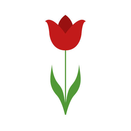 Tulip isolated on white background. Flat style. Vector illustrationのイラスト素材