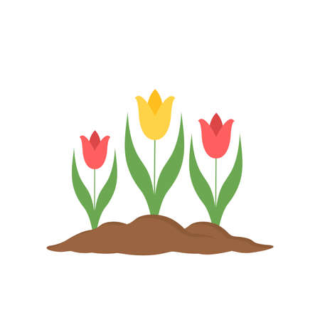 Three tulips in soil isolated on white. Vector illustrationのイラスト素材