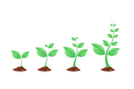 Phases plant growing. Planting tree infographic. Evolution concept. Seeds  sprout in ground. Vector illustration ...