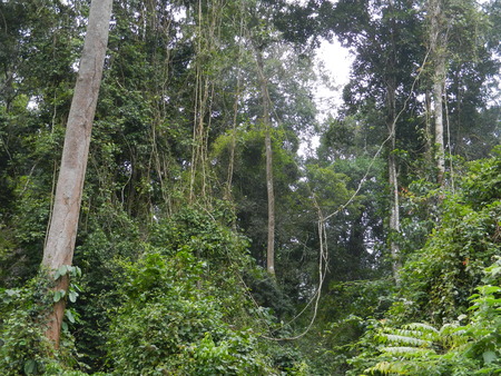 Laos vegetationの写真素材