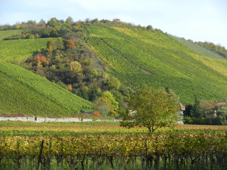 Vineyards in Autumn, Randersacker, Franconia, Bavaria, Germanyのeditorial素材