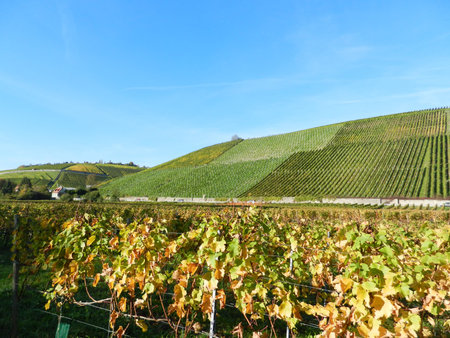 Vineyards in Autumn, Randersacker, Franconia, Bavaria, Germanyのeditorial素材