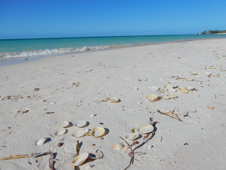 shells at Cayo Jutias beach, Vinales, Cuba