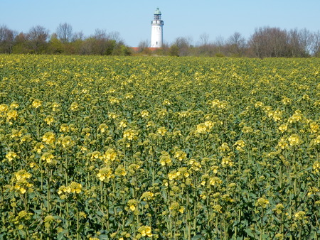 Rapeseed fields near Stevns lighthouse, Store Heddinge, Zealand, Denmarkの写真素材