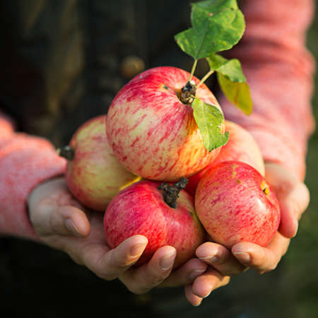 Pink with stripes fresh apples from branches in women's hands on a dark green background. Autumn harvest festival, agriculture, gardening, thanksgiving. Warm atmosphere, natural eco-friendly productsの写真素材