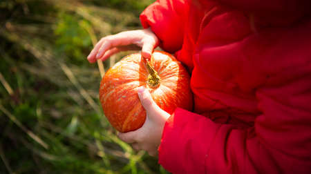 Orange round pumpkin in the hands of a little Caucasian girl in a bright red jacket with a hood. Focus on the pumpkin. Harvest festival, thanksgiving, eco-friendly food, autumn atmosphere, Halloween.の写真素材