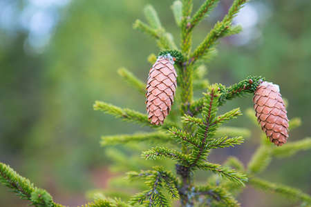 Pinecone on a spruce close-up on a natural green background. Christmas tree, evergreen coniferous, pine cones with resin. New Year. Christmas fair. Space for text.の写真素材