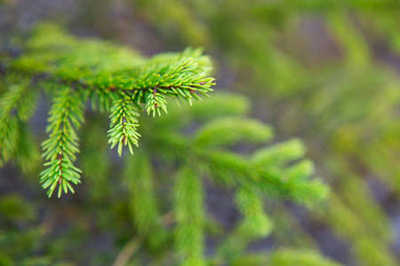 Spruce branch with short needles close-up. Natural background, green Christmas tree texture, pattern. Christmas, new year. Space for text. Selective focusの写真素材