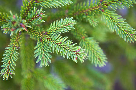 Spruce branch with short needles close-up. Natural background, green Christmas tree texture, pattern. Christmas, new year. Space for text. Selective focusの写真素材