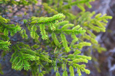 Spruce branch with short needles close-up. Natural background, green Christmas tree texture, pattern. Christmas, new year. Space for text. Selective focusの写真素材