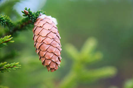 Pinecone on a spruce close-up on a natural green background. Christmas tree, evergreen coniferous, pine cones with resin. New Year. Christmas fair. Space for text.の写真素材