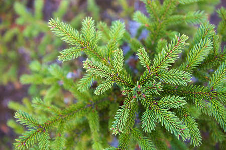Spruce branch with short needles close-up. Natural background, green Christmas tree texture, pattern. Christmas, new year. Space for text. Selective focusの写真素材