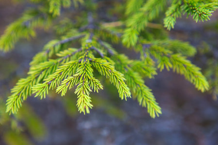 Spruce branch with short needles close-up. Natural background, green Christmas tree texture,...