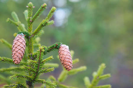 Pinecone on a spruce close-up on a natural green background. Christmas tree, evergreen coniferous, pine cones with resin. New Year. Christmas fair. Space for text.の写真素材