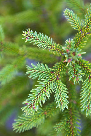Spruce branch with short needles close-up. Natural background, green Christmas tree texture, pattern. Christmas, new year. Space for text. Selective focusの写真素材