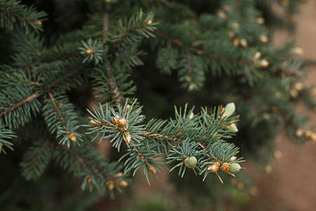 Green branches of spruce with needles and cones close-up. Natural background for Christmas and new year. Space for textの写真素材