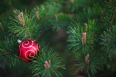 The red Christmas ball is lying on the long green needles of pine branches. New year's concept, green natural background-spruce patern. Space for textの写真素材