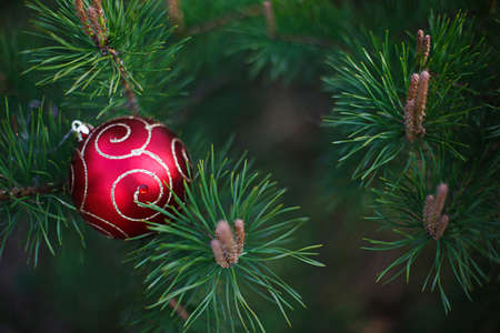 The red Christmas ball is lying on the long green needles of pine branches. New year's concept, green natural background-spruce patern. Space for textの写真素材
