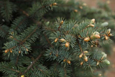 Green branches of spruce with needles and cones close-up. Natural background for Christmas and new...